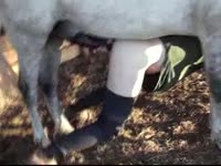 Lara and horse fucking on a farm